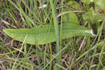 Manyflower beardtongue